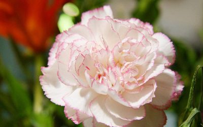 Cách cắm hoa cẩm chướng đẹp mê ly