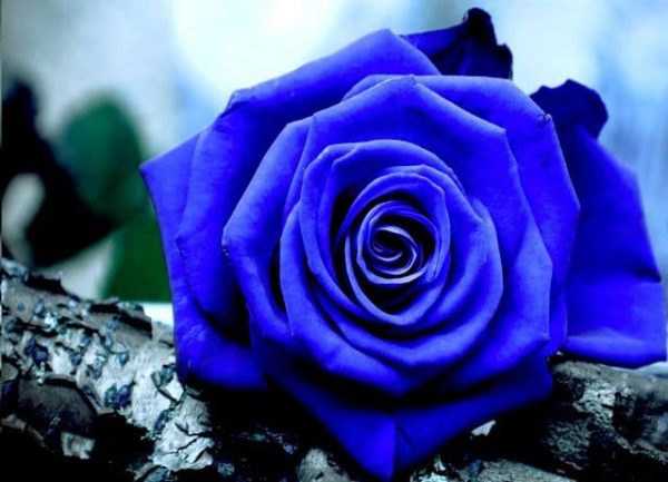 Hoa hồng xanh có thật không?