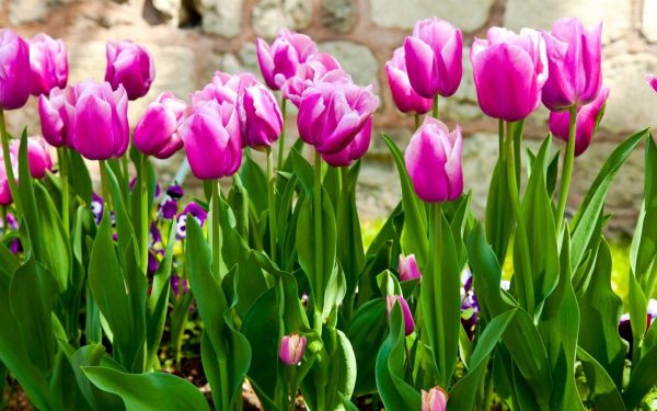 Hoa tulip nở trong bao lâu thì tàn?