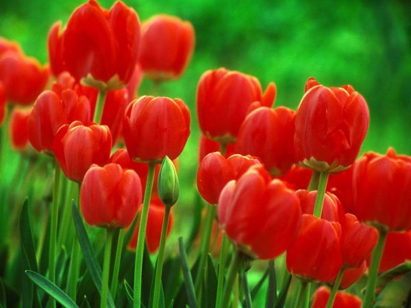 Hoa tulip nở trong bao lâu thì tàn?